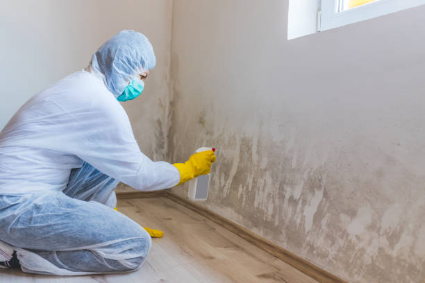 Best Toxic Mold Removal  in Hominy, OK