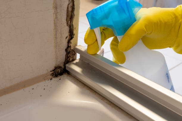 Best Home Mold Removal  in Hominy, OK