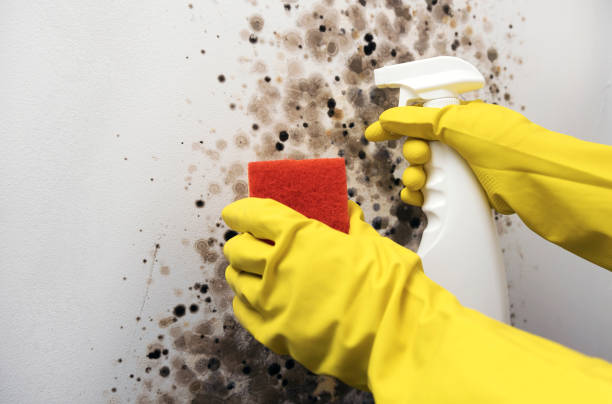 Best Home Mold Removal  in Hominy, OK