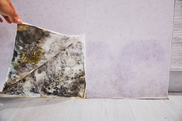 Best Affordable Mold Removal  in Hominy, OK